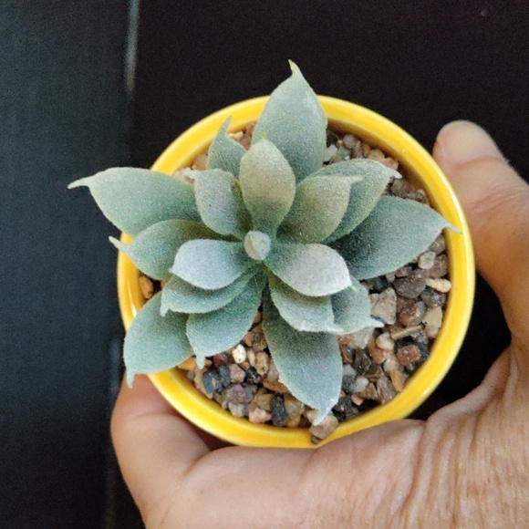 Planter for teacher with faux succulent - Picture 4 of 11